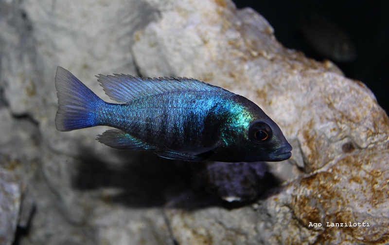 Placidochromis sp. 'phenochilus gissel' Border